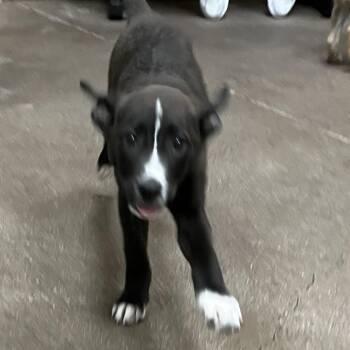 Labrador Retriever Dogs Available for Adoption in Las Vegas, Nevada - Ceviche 53601 | PetCurious