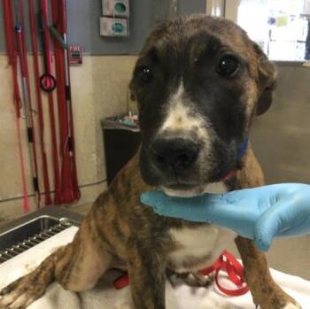 Cane Corso and Mixed Breed Dogs Available for Adoption in Riverside, California - OLLIE | PetCurious