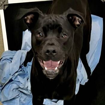 Pit Bull Terrier and Mixed Breed Dogs Available for Adoption in St. Louis, Missouri - GOAT | PetCurious