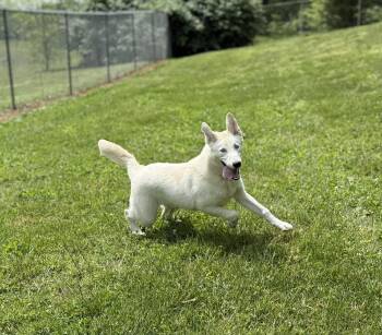 Mixed Breed Dogs Available for Adoption in Leitchfield, Kentucky - Exodus | PetCurious