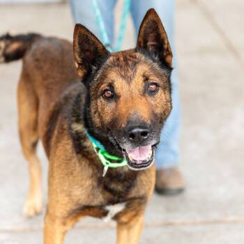 Rescue Shepherd and Mixed Breed Dogs for Adoption in San Francisco, California - Ghirardelli | PetCurious