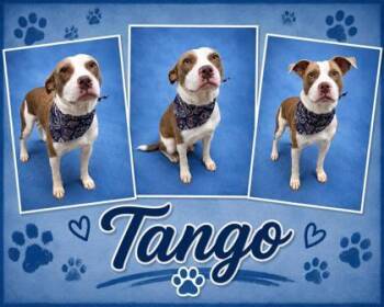 Tango -  Pit Bull Terrier and Mixed Breed Dog for Adoption in Seagoville, Texas - Tango | PetCurious