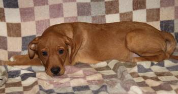 Mixed Breed Dogs Available for Adoption - Branch (Autumn