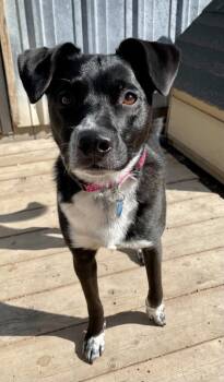 Rescue Labrador Retriever and German Shepherd Dog Dogs for Adoption in Hastings, Nebraska - Gigi | PetCurious