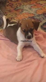 Mixed Breed Dogs Available for Adoption in Taycheedah, Wisconsin - Hank | PetCurious