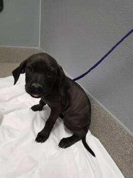 A1430653 -  Pointer and Mixed Breed Dog for Adoption in Las Vegas, Nevada - A1430653 | PetCurious