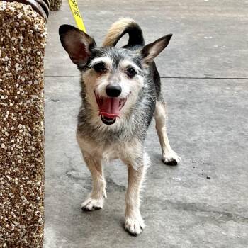 Shifu 53993 -  Terrier and Mixed Breed Dog for Adoption in Las Vegas, Nevada - Shifu 53993 | PetCurious