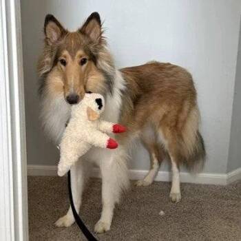 Myles -  Collie Dog for Adoption in Dublin, Ohio - Myles | PetCurious