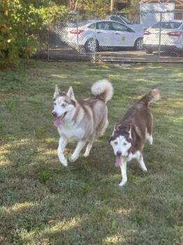 Rescue Husky Dogs for Adoption in Clayton, New Jersey - Daphne And Velma | PetCurious