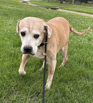 Spike -  Labrador Retriever Dog for Adoption in Evansville, Indiana - Spike | PetCurious