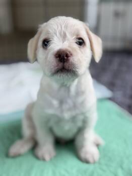 Parmesan -  Terrier and Bulldog Dog for Adoption in Burbank, California - Parmesan | PetCurious