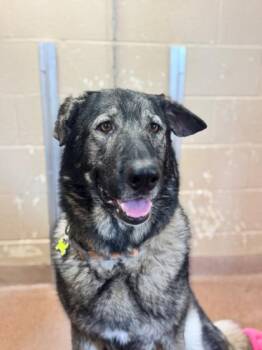 German Shepherd Dog and Mixed Breed Dogs Available for Adoption in Kalispell, Montana - Atcha | PetCurious