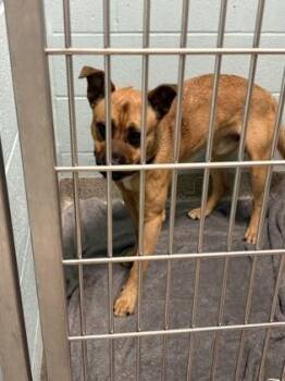 Scooby -  Shepherd and Black Mouth Cur Dog for Adoption in Fishers, Indiana - Scooby | PetCurious