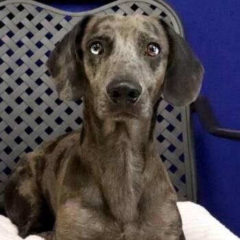 Elvis -  Dachshund Dog for Adoption in Midland, Texas - Elvis | PetCurious