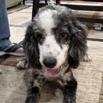 Cowboy Carter -  Aussiedoodle Dog for Adoption in Bellaire, Texas - Cowboy Carter | PetCurious