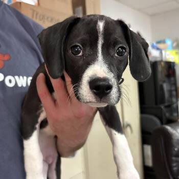 Bear Claw -  Mixed Breed Dog for Adoption in Columbia, South Carolina - Bear Claw | PetCurious