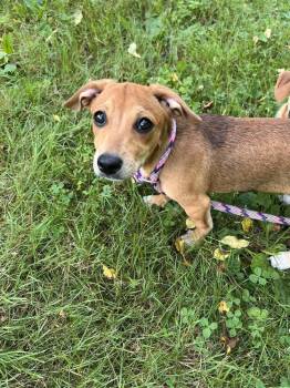 Bailey (AL) -  Beagle Dog for Adoption in New York, New York - Bailey (AL) | PetCurious