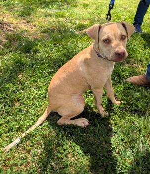 Labrador Retriever Dogs Available for Adoption in Milner, Georgia - Coco | PetCurious