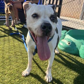 Fiesta -  Mixed Breed Dog for Adoption in Philadelphia, Pennsylvania - Fiesta | PetCurious