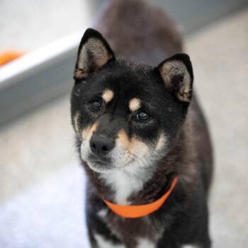 Kahanna (JY26-11) -  Shiba Inu Dog for Adoption in Peyton, Colorado - Kahanna (JY26-11) | PetCurious