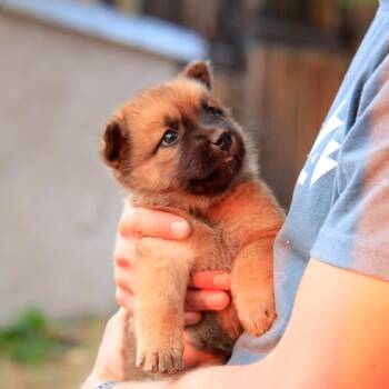 Orby -  German Shepherd Dog Dog for Adoption in Taos, New Mexico - Orby | PetCurious