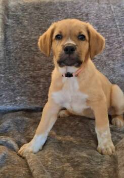 May -  Mixed Breed Dog for Adoption in Mesa, Arizona - May | PetCurious