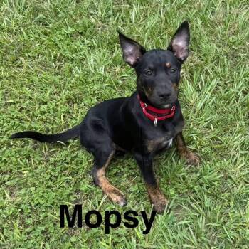 Mopsy -  Labrador Retriever Dog for Adoption in Houston, Texas - Mopsy | PetCurious