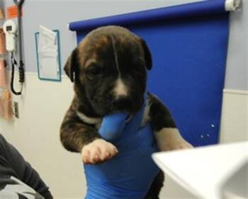 DORY -  Pit Bull Terrier and Mixed Breed Dog for Adoption in Albuquerque, New Mexico - DORY | PetCurious