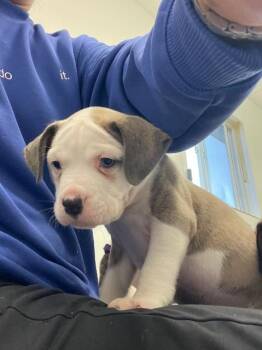 Mixed Breed Dogs Available for Adoption in Barron, Wisconsin - Koopa | PetCurious