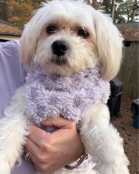 Maltese Dogs Available for Adoption in Norfolk, Virginia - Fat Tony From Brooklyn | PetCurious