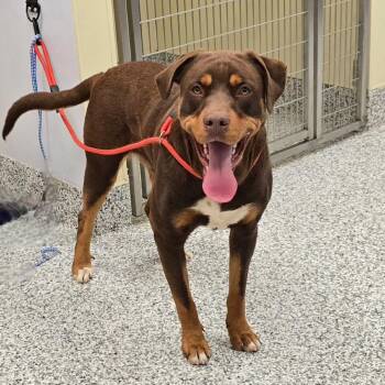 Rottweiler and Mixed Breed Dogs Available for Adoption in Madisonville, Tennessee - Pluto | PetCurious