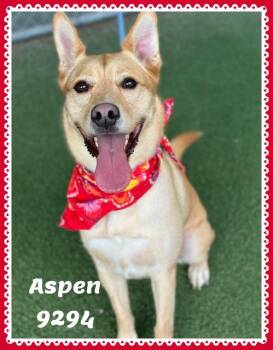 ASPEN -  Yellow Labrador Retriever Dog for Adoption in Marietta, Georgia - ASPEN | PetCurious