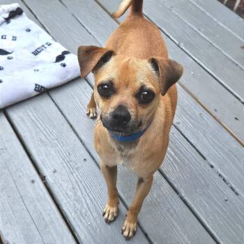 Mixed Breed Dogs Available for Adoption in Chattanooga, Tennessee - Bugsy | PetCurious