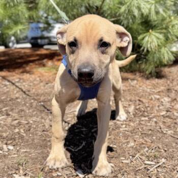 German Shepherd Dog and Mixed Breed Dogs Available for Adoption in East Hampton, New York - Tulip | PetCurious