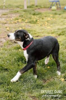 Australian Shepherd Dogs Available for Adoption in Cuyahoga Falls, Ohio - Jason Puppy | PetCurious