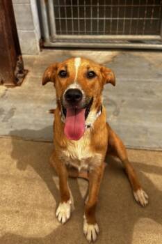 Ken -  Black Mouth Cur Dog for Adoption in Luling, Texas - Ken | PetCurious