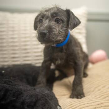 Disk -  Terrier and Mixed Breed Dog for Adoption in Pawling, New York - Disk | PetCurious