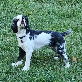 Lucy Goosey -  Cocker Spaniel and English Springer Spaniel Dog for Adoption in Olathe, Kansas - Lucy Goosey | PetCurious