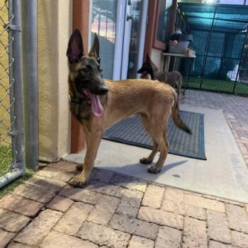 Chip -  Belgian Shepherd Malinois Dog for Adoption in Glendale, Arizona - Chip | PetCurious