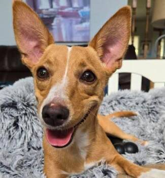 Ricky -  Chihuahua Dog for Adoption in Palm Harbor, Florida - Ricky | PetCurious