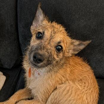 Carrow -  Chihuahua and Mixed Breed Dog for Adoption in Fredericksburg, Virginia - Carrow | PetCurious