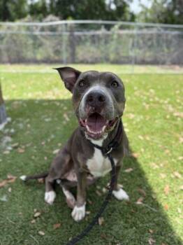 Paloma - 3 -  American Staffordshire Terrier and Mixed Breed Dog for Adoption in Daytona Beach, Florida - Paloma - 3 | PetCurious
