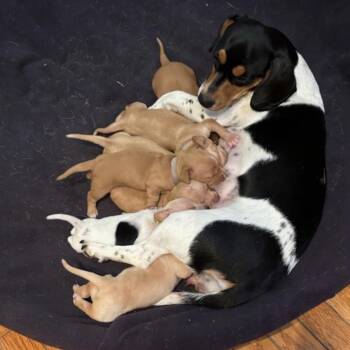 Heidi -  Beagle and Chihuahua Dog for Adoption in Normal, Illinois - Heidi | PetCurious
