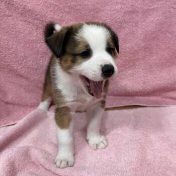 German Shepherd Dog and Collie Dogs Available for Adoption in Puslinch, Ontario - Ranger | PetCurious