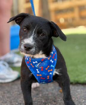 Shamrock -  Wirehaired Dachshund Dog for Adoption in Longmont, Colorado - Shamrock | PetCurious
