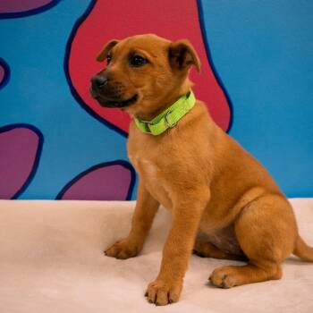 Raspberry -  Mixed Breed Dog for Adoption in Cheyenne, Wyoming - Raspberry | PetCurious