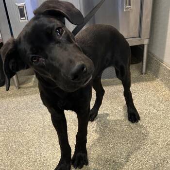 IVHS-Stray-144041 -  Black Labrador Retriever Dog for Adoption in San Gabriel, California - IVHS-Stray-144041 | PetCurious