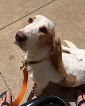 Basset Hound Dogs Available for Adoption in Grapevine, Texas - Sunshine | PetCurious