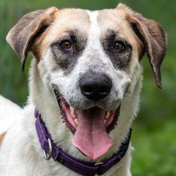 Rosabella -  Great Dane and German Shepherd Dog Dog for Adoption in Nashville, Tennessee - Rosabella | PetCurious