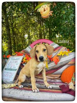 Cowboy -  Redbone Coonhound Dog for Adoption in Sebring, Florida - Cowboy | PetCurious